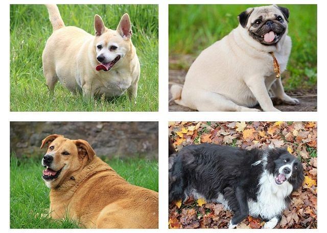 Image showcasing CANINE OBESITY - PART ONE » Stokenchurch Dog Rescue